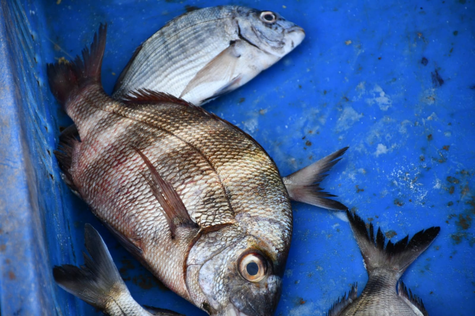 WhatsApp Image 2020-11-23 at 8.36.18 AM (3).jpeg.jpeg